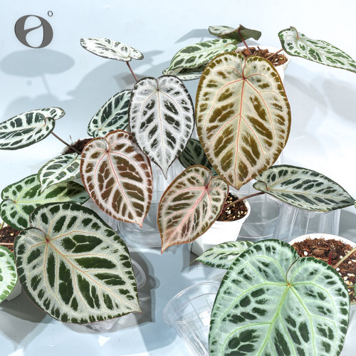 活性植物/ 新品 玫瑰酥花烛 火烈鸟杂粉色面纱 天南星科植物