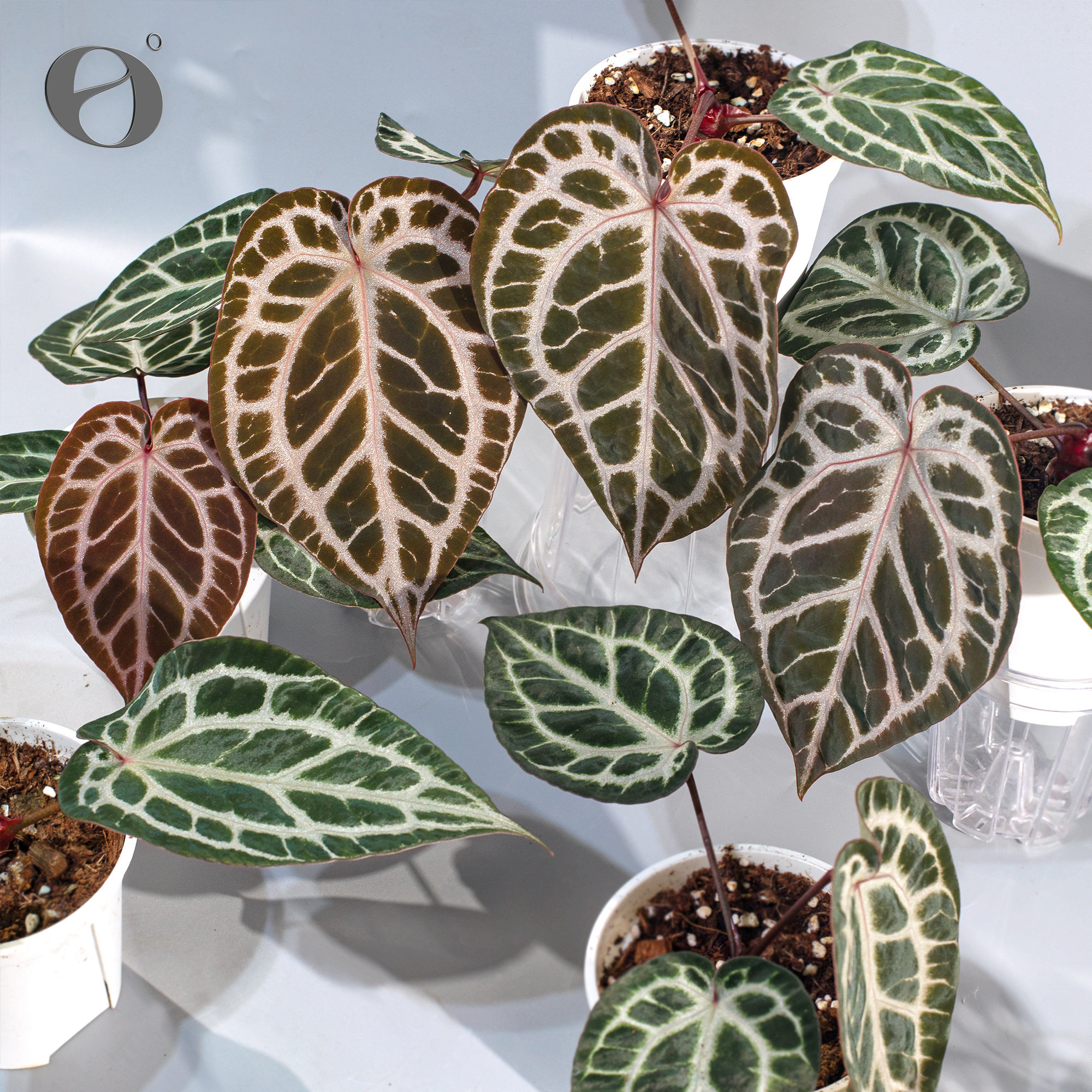 活性植物/ 新品 野蔷薇花烛 红伊芙杂红色骨纹 室内绿植盆栽