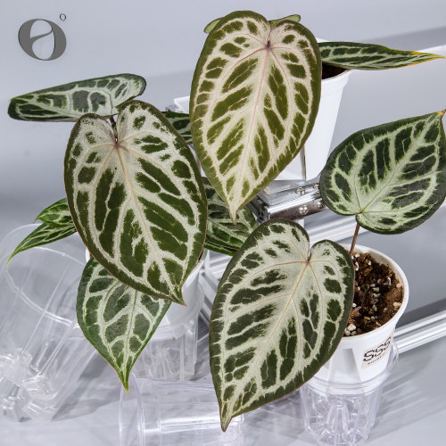 活性植物/红钻石f2 水晶花烛  天南星科热植盆栽绿植