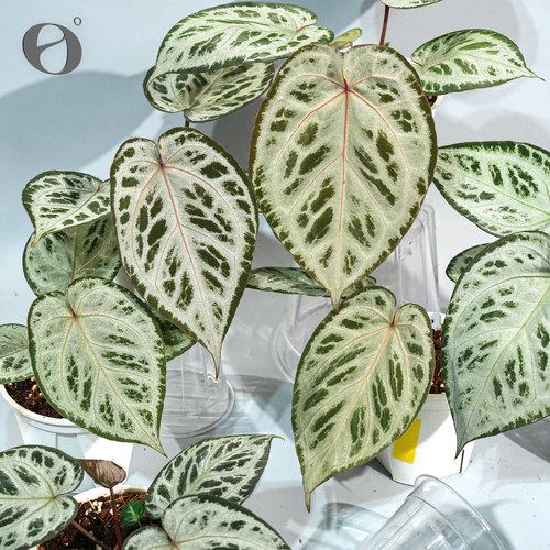 活性植物/ 钻石面纱 红钻石杂粉色面纱花烛 天南星科盆栽观叶植物