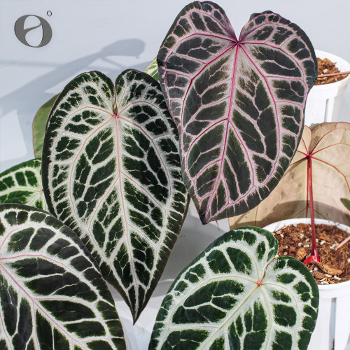 活性植物/ 魔法皇后花烛 天南星科绿植盆栽观叶植物