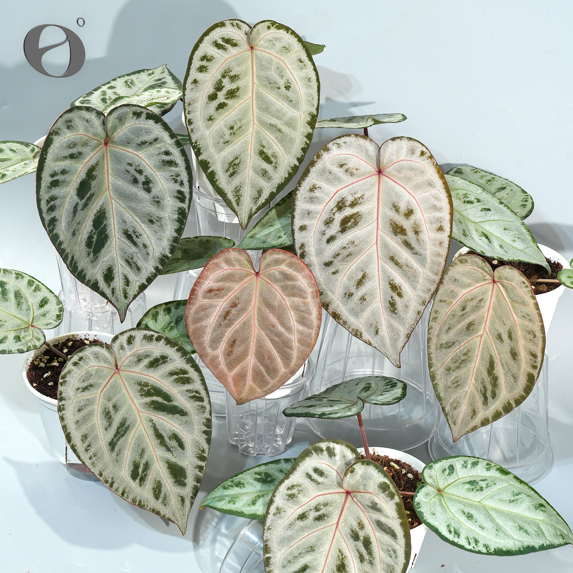 活性植物/ 新品 舞花烛 银色衬裙杂粉色面纱 室内观叶植物