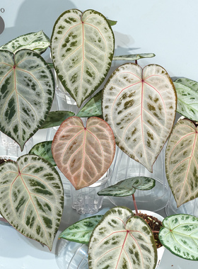活性植物/ 新品 舞花烛 银色衬裙杂粉色面纱 室内观叶植物