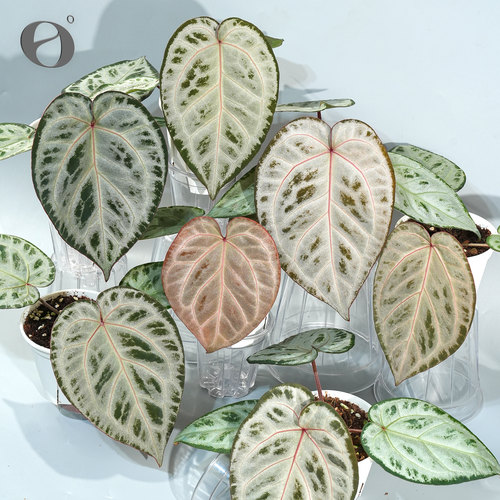 活性植物/ 新品 舞花烛 银色衬裙杂粉色面纱 天南星科植物