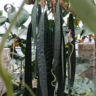 活性植物/温蒂领带花烛 自育籽播苗 盆栽绿植顺丰包邮