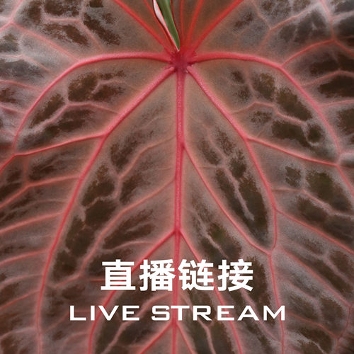 【福利组合链接1】8.30直播 福利组合1-20 天南星科室内观叶盆栽