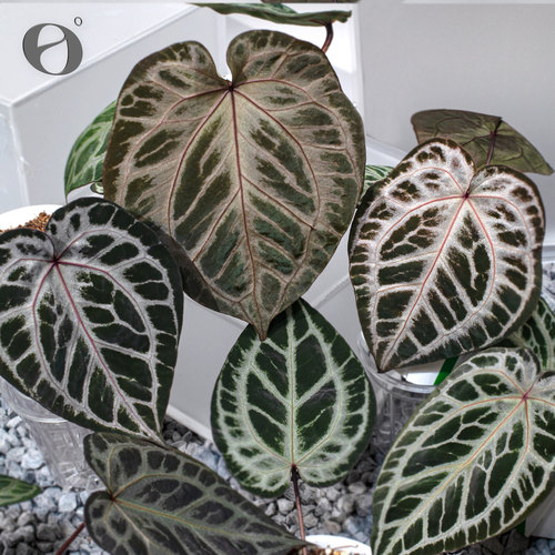 活性植物/ 新品 魔法女巫花烛  天南星科室内绿植观叶植物