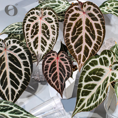 活性植物/ 银色魔纹花烛  天南星科室内绿植观叶植物