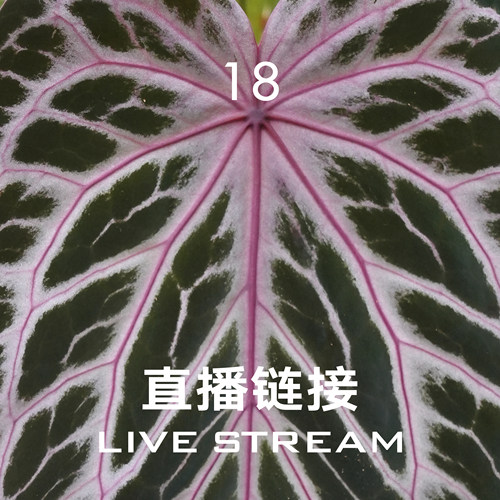 【直播链接18】7.5直播 粉色面纱杂火烈鸟花烛 小黑方  天南星科
