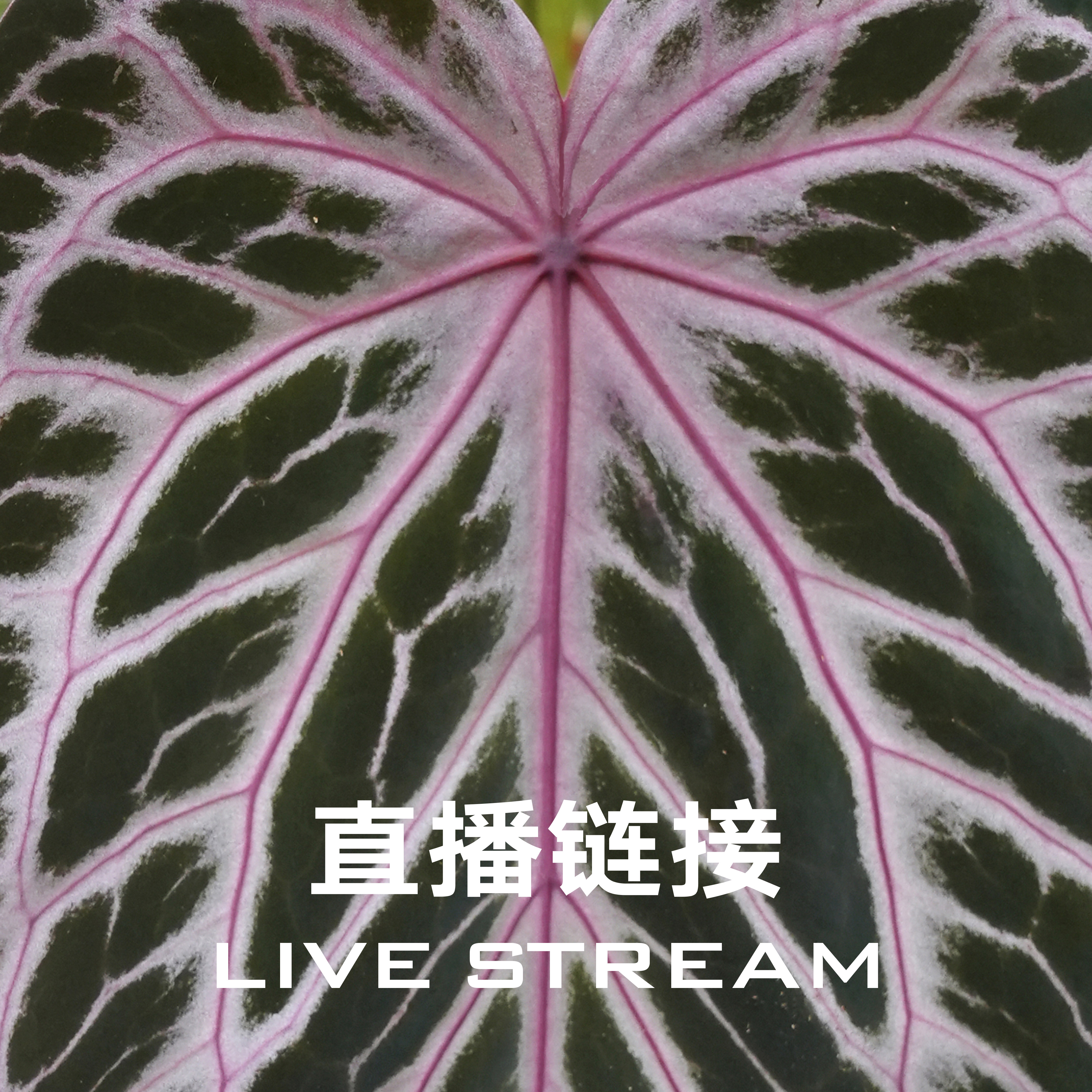 【明盒链接】10.18直播388明盒41-60  天南星科室内观叶花烛