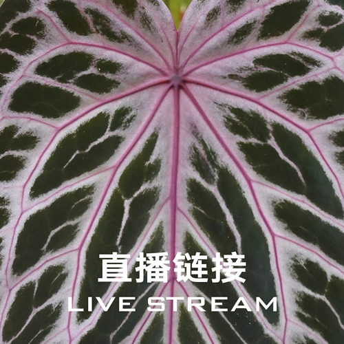 【明盒链接】10.8直播388明盒41-60  天南星科室内观叶植物