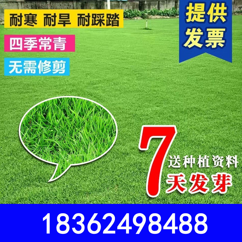 草坪种子绿化护坡四季青免修剪草家庭园艺种子