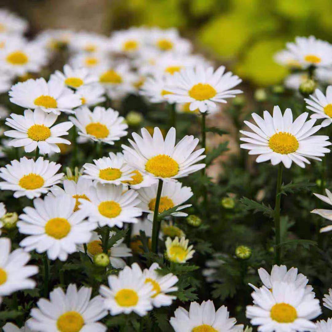 白晶菊种子易爆盆春秋播种小雏菊种子室内外易活阳台盆栽庭院种孑