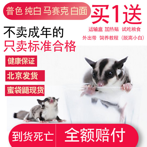 玩蜜袋鼯小蜜活体蜜袋鼬飞鼠活物