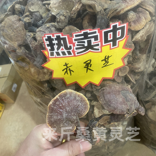 灵芝赤灵芝红灵芝深山采摘可搭野生桑黄麦冬黄芪陈皮煮水煲汤泡酒