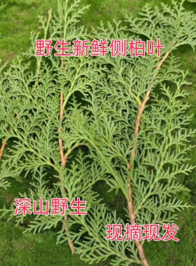 野生侧柏叶新鲜现摘正宗扁柏叶乌发养发熏腊肉泡酒DIY圣诞树