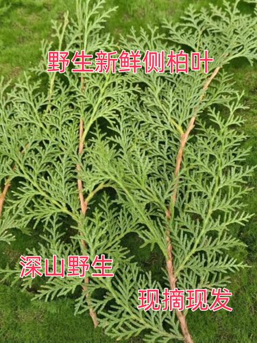 野生侧柏叶新鲜现摘乌发3斤