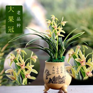 建兰金边兰花苗浓香型花卉客厅盆栽室内绿植懒人好养矮种大果冠艺