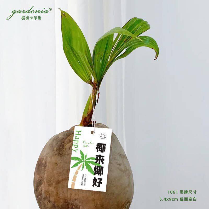 挂件绿植吊牌椰子树办公室桌面装饰椰好吊卡椰来椰宝客厅水培小