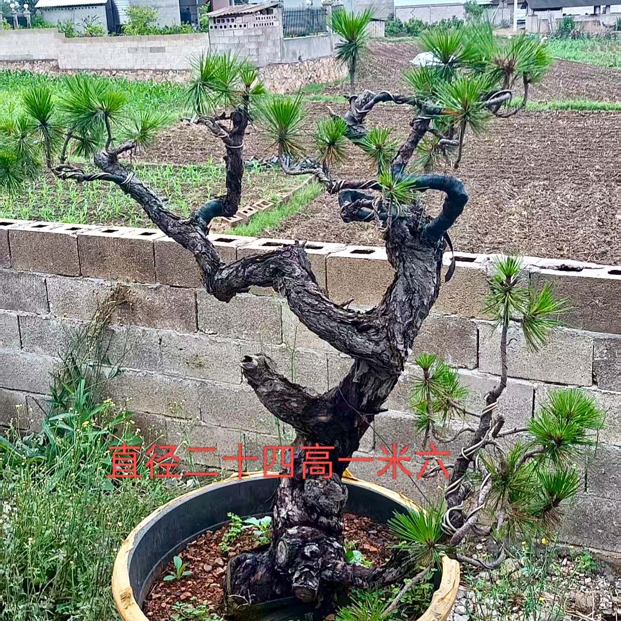 黑松盆景松树盆栽黄山松五针松松树老桩盆景素材现场挑货一物一拍