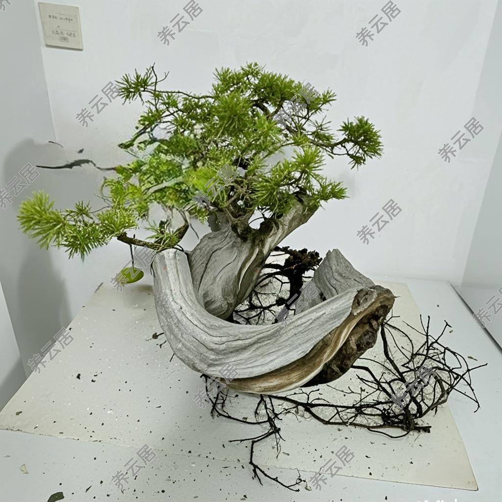 太行崖柏老桩崖柏盆景精品崖柏素材现场挑货一物一拍