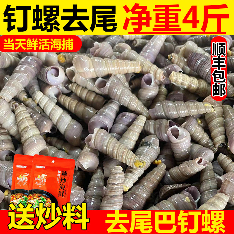 钉螺鲜活新鲜去尾大个海螺麻辣钉螺海鲜贝类鲜活水产花螺野生钉螺