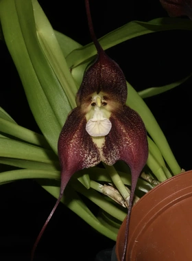 猴面兰 Dracula Betsy Portilla 德古拉兰深红色 花色少 网红奇花