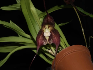 猴面兰 Dracula Betsy Portilla 德古拉兰深红色 花色少 网红奇花