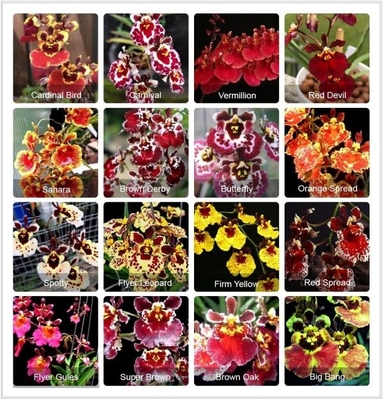 剑叶文心兰 微型趣味洋兰适合雨林缸养特别适合板植