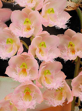 粉妖精兰Cl.Rebecca Northen Mikkabi 好养绿植阳台客厅