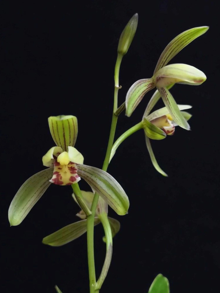 建兰禅月达摩金边矮种夏带花苞盆栽客厅阳台花卉好养