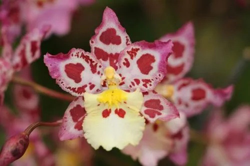 新品豹斑宝石 文心兰带花苞 好养易开花原盆发货粉红豹纹香水