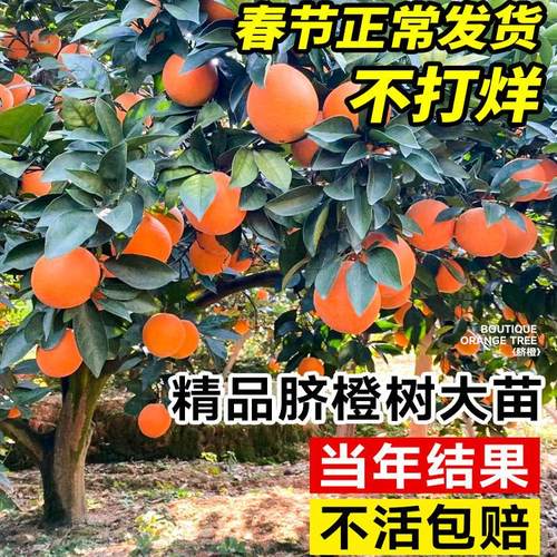 赣南脐橙树苗果冻橙子果树当年结果沃柑大桔子盆栽嫁接砂糖橘果苗