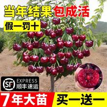 正宗车厘子树苗樱桃树苖大樱桃苗树南方北方种植盆栽矮化当年结果