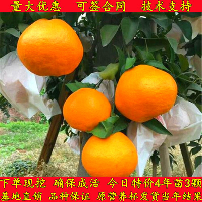 春见苗耙耙柑树苗丑橘苗杯苗柑桔苗嫁接不知火丑八怪柑橘桔子树苗