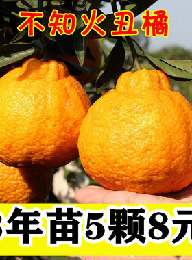 正宗四川丑八怪橘子苗桔子不知火丑橘树苗椪柑丑柑苗南北方种植
