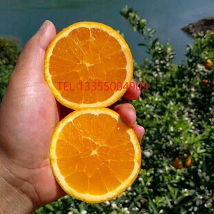 晚熟甜橙苗新品种无子伦晚脐橙苗嫁接橙子树苗味甜特丰产当年结果