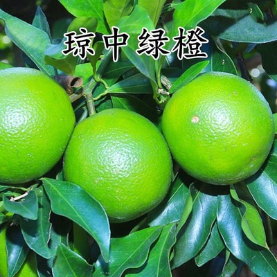 结果绿橙嫁接琼中绿橙树苗