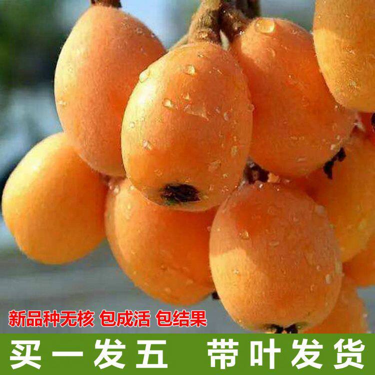 嫁接枇杷树苗无核砂糖枇杷树苗蒙自枇杷苗白沙白玉大五星枇杷苗