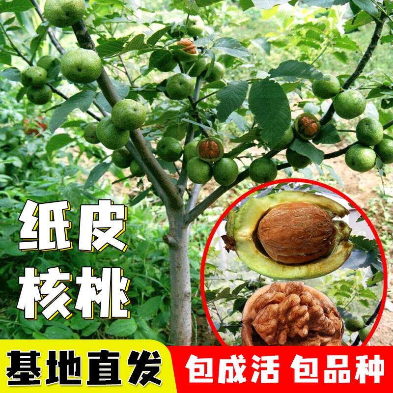 嫁接核桃树苗果树苗南北方种植山核桃苗8518地栽薄壳纸皮当年结果