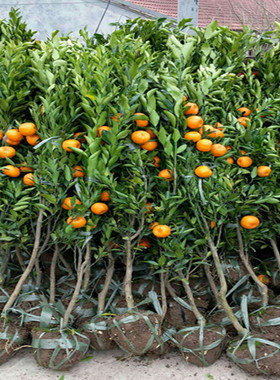 丑橘树苗丑柑 正宗不知火树苗 嫁接柑桔苗 丑八怪橘子果树苗