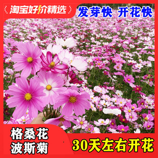 波斯菊花种子格桑花种籽子多彩四季播种开花室外易活野花种子耐旱