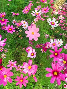 波斯菊花种子格桑花种籽子七彩四季播种开花室外易活野花种子耐旱