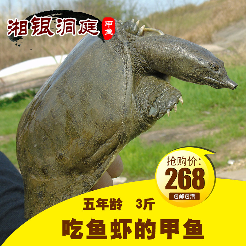 包邮五年龄3斤湘银洞庭甲鱼团鱼水鱼王八中华鳖外塘生长活体