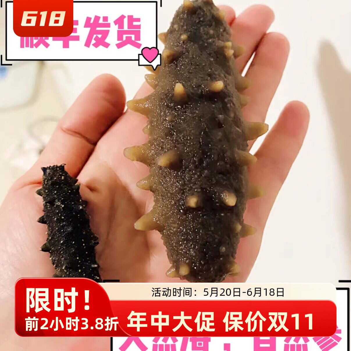野生海参福建海参500g鲜活海生野生单个装500g8-12只