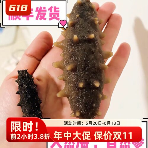 野生海参福建野生海参500g