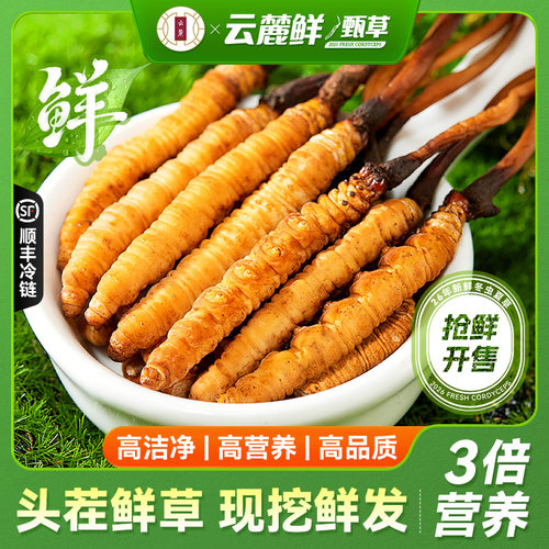 头茬鲜草新鲜冬虫夏草官方旗舰店