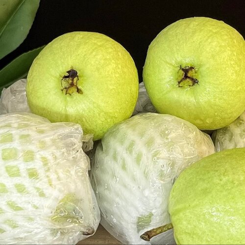 广西奶油芭乐大果（单果重120g-179g）