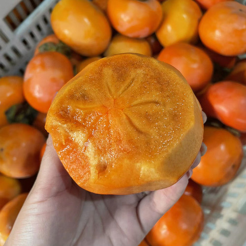 阳丰脆柿脆甜柿子大果现摘