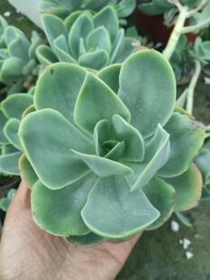 碧桃多肉植物懒人花卉懒人盆栽水培皮实好养砍头苗无根老桩大货绿